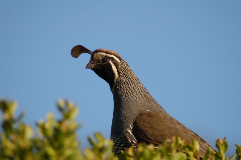 quail.jpg