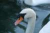 swan_small.jpg