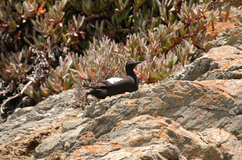 pigeonguillemot.jpg