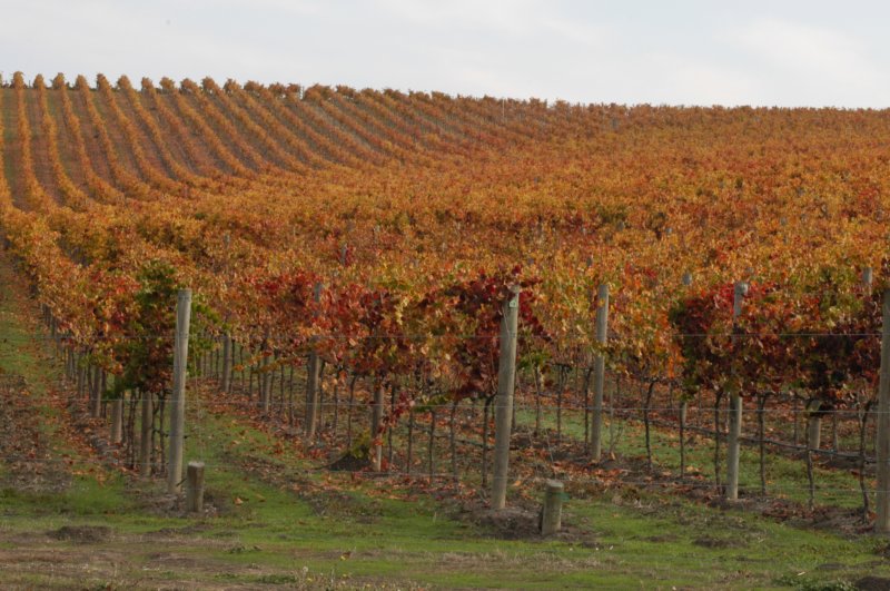 vino5.jpg