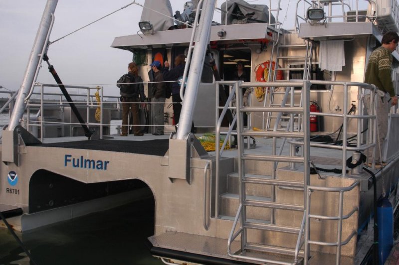 fulmar2.jpg