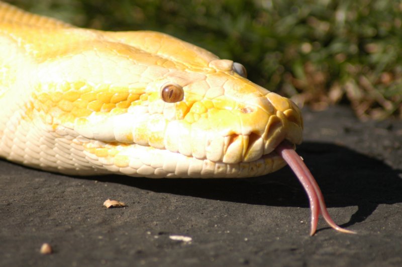 burm1.jpg