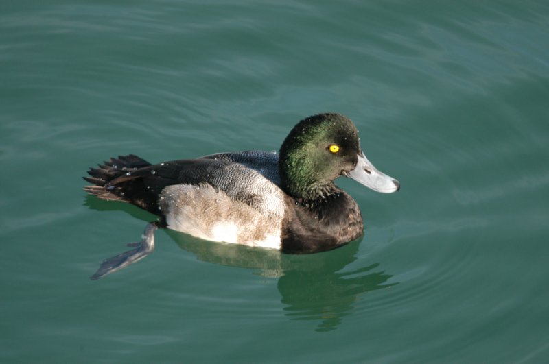 scaup1.jpg