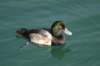 scaup1_small.jpg