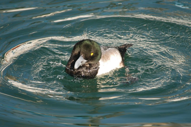 scaup4.jpg