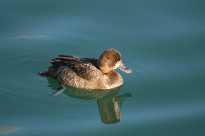 scaup5.jpg