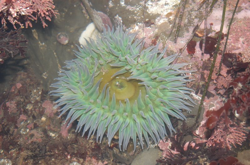 anenome.jpg