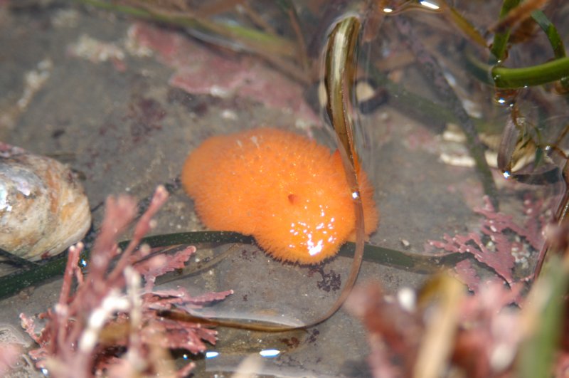 nudibranch.jpg