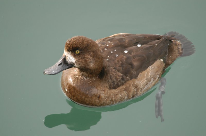 scaup.jpg