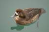 scaup_small.jpg