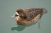 scaup_small.jpg