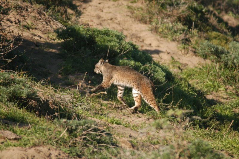 bobcat.jpg