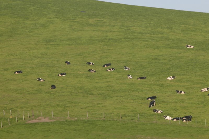 happycows.jpg